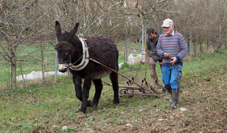 Ferme Descombes – Photo: François de Limoges.