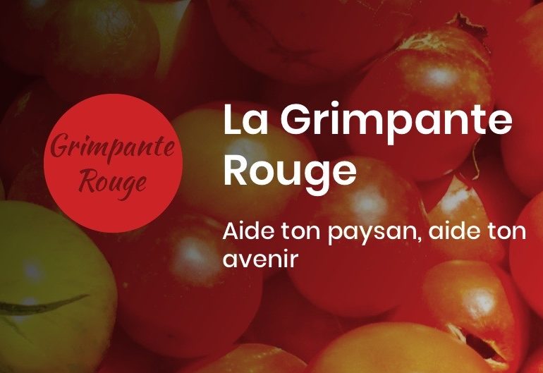 La grimpante rouge